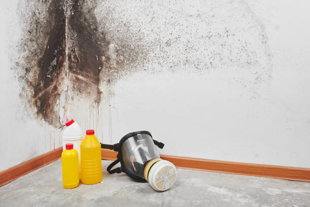 Reliable Oakland, IA Mold Removal Solutions