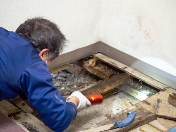 Best Fast Mold Removal  in Oakland, IA