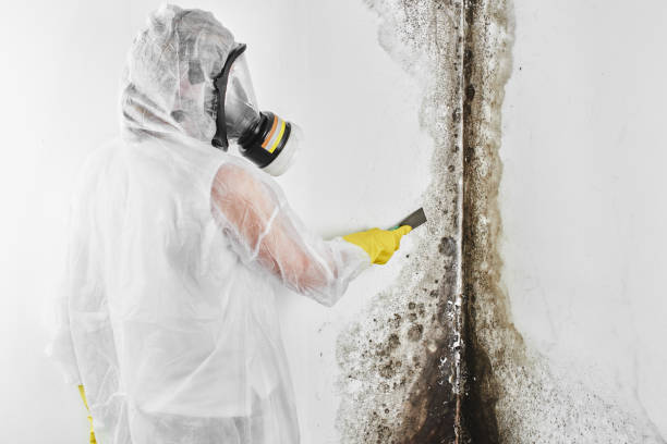 Best Mold Testing  in Oakland, IA