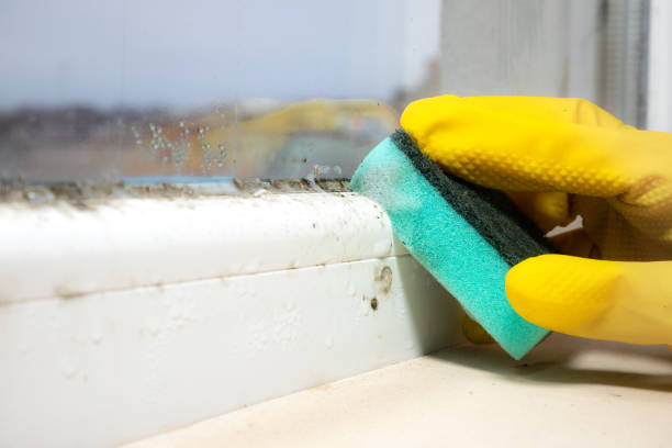Best Affordable Mold Removal  in Oakland, IA