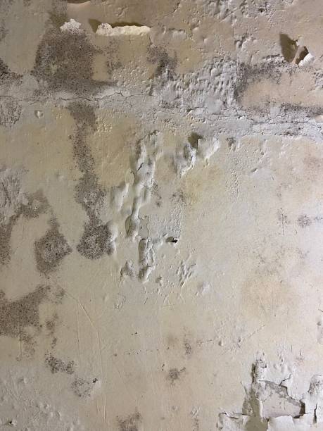 Best Professional Mold Removal  in Oakland, IA