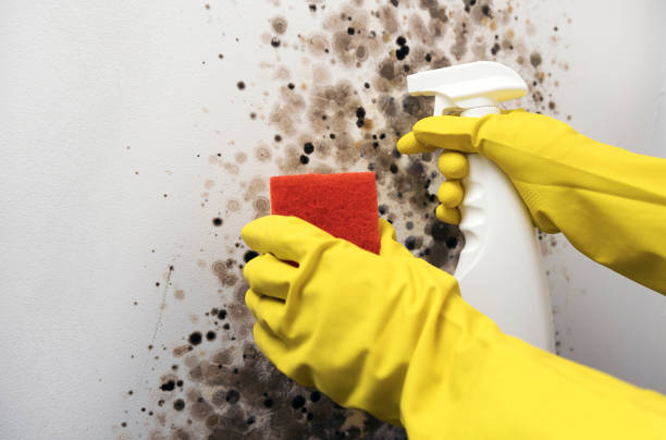 Best Professional Mold Removal  in Oakland, IA