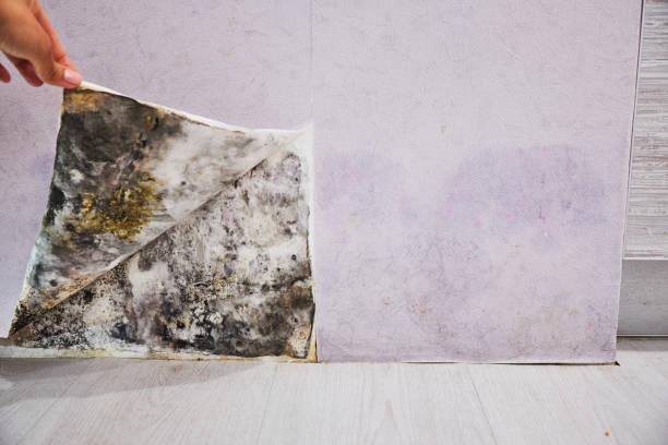 Best Mold Removal Near Me  in Oakland, IA